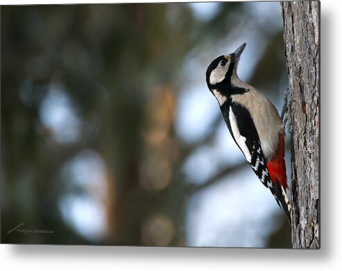 Great Spotted Woodpecker Metal Print featuring the photograph Great Spotted Woodpecker by Torbjorn Swenelius