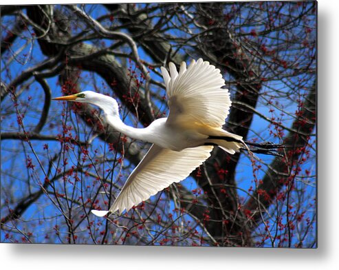 Great White Heron Metal Print featuring the photograph Great White Heron Islip New York by Bob Savage