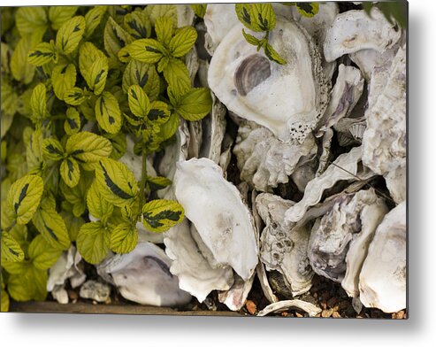 Abalone Metal Print featuring the photograph Green Abalone by Bryant Coffey