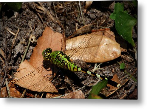Dragonfly Metal Print featuring the photograph Green Dragonfly by Chauncy Holmes