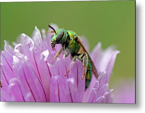 Insects Metal Print featuring the photograph Green Envy by Jennifer Robin