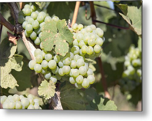 Green Metal Print featuring the photograph Green Grapes Growing on Grapevines Closeup by Jit Lim