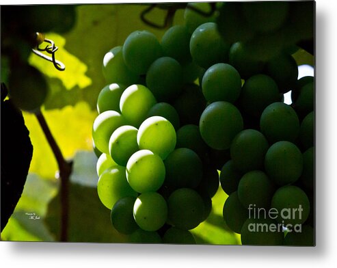 Green Metal Print featuring the photograph Green Grapes by Ms Judi