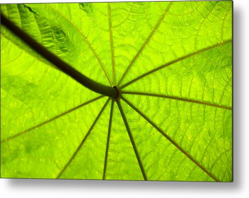 Green Metal Print featuring the photograph Green growth by David Lee Thompson
