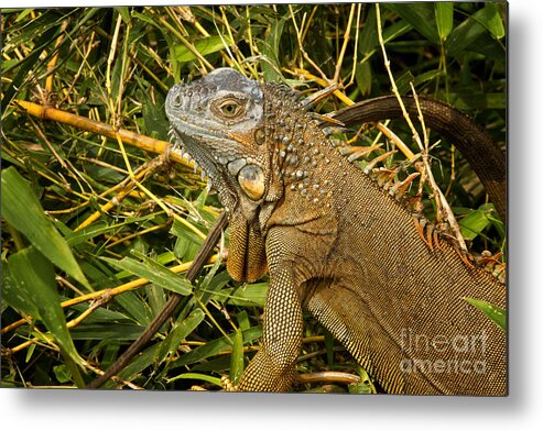 Iguana Metal Print featuring the photograph Green Iguana Costa Rica by Carrie Cranwill