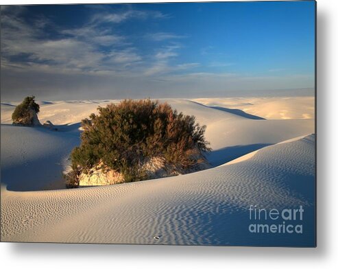 White Sands National Monument Metal Print featuring the photograph Green In A Sea Of White by Adam Jewell
