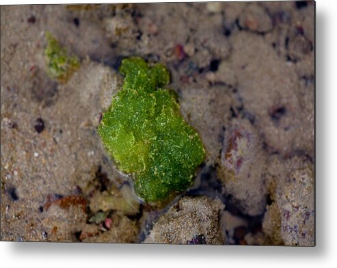 Coral Metal Print featuring the photograph Green in Sand by Carole Hinding