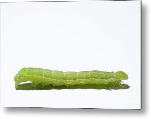 Green Inchworm on white background Metal Print by Sami Sarkis - Pixels