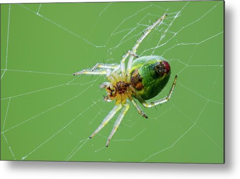 Arachnid Metal Print featuring the photograph Green Orb Weaver Spider by Heath Mcdonald