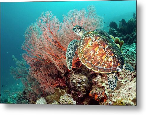 Green Sea Turtle Metal Print featuring the photograph Green Sea Turtle And Gorgonian by Georgette Douwma