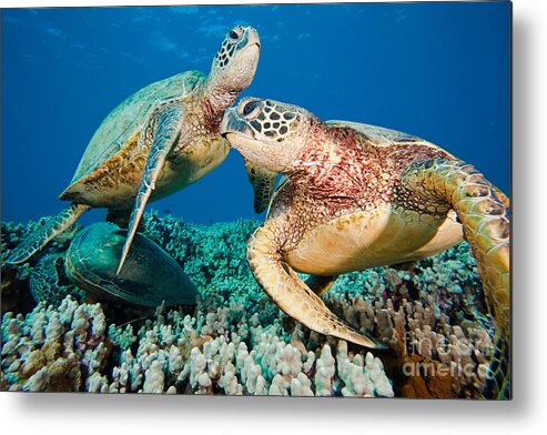 Green Sea Turtle Metal Print featuring the photograph Green Sea Turtles by David Fleetham