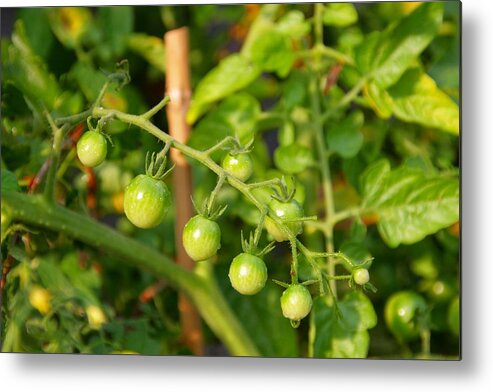 Green Tomatoes Metal Print featuring the photograph Green Tomatoes by Sharon Popek
