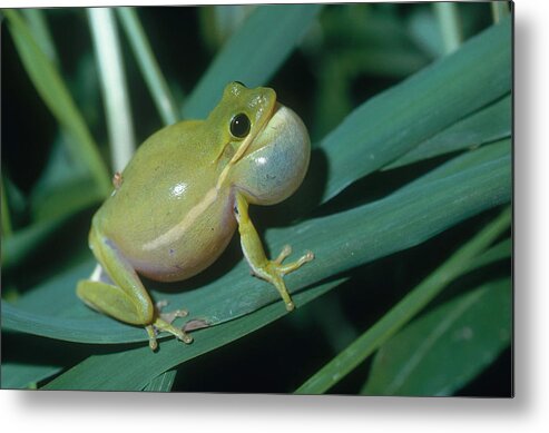 Amphibia Metal Print featuring the photograph Green Tree Frog Croaking by Gary Retherford