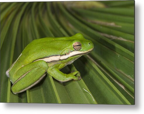 Pete Oxford Metal Print featuring the photograph Green Tree Frog Little St Simons Island by Pete Oxford