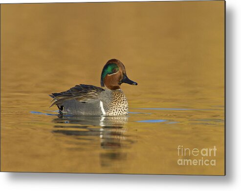 Green Wing Teal Metal Print featuring the photograph Green wing teal by Bryan Keil