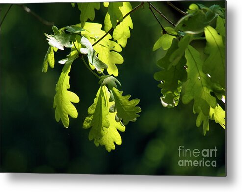 Oak Leaves Metal Print featuring the photograph Green's Leaves by Stan Reckard