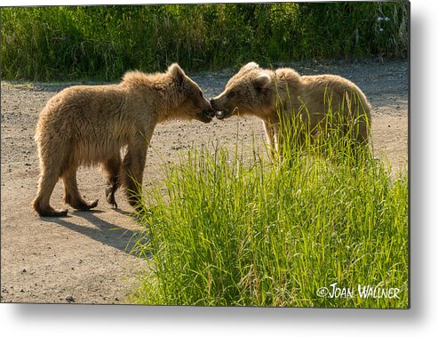 Alaska Metal Print featuring the photograph Greetings by Joan Wallner