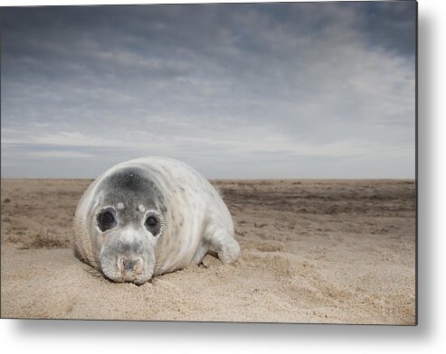 Kyle Moore Metal Print featuring the photograph Grey Seal On Beach Norfolk England by Kyle Moore