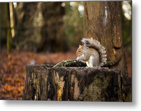 Squirrel Metal Print featuring the photograph Grey Squirrel on a Stump by Spikey Mouse Photography