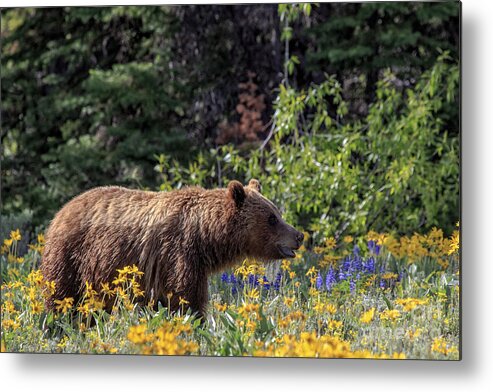 Grand Teton National Park Metal Print featuring the photograph Grizzlie in Wildflowers by Rodney Cammauf
