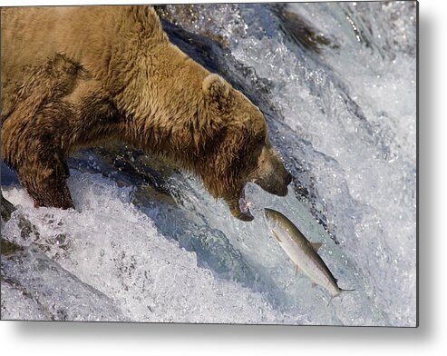 00437111 Metal Print featuring the photograph Grizzly Bear Catching Salmon by Matthias Breiter