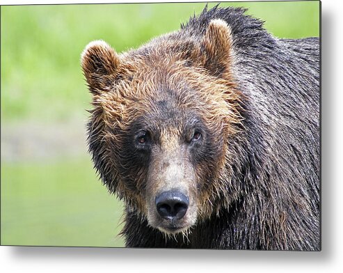 Alaska Metal Print featuring the photograph Grizzly Bear by Kyle Lavey
