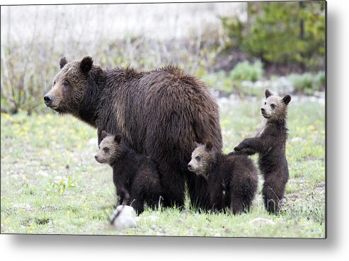 Grizzly Bear Metal Print featuring the photograph Grizzly Family Portrait by Deby Dixon