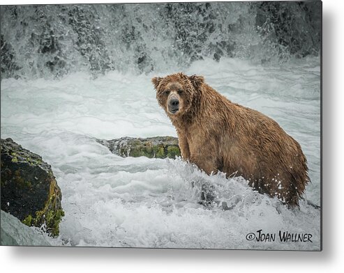 Alaska Metal Print featuring the photograph Grizzly Stare by Joan Wallner