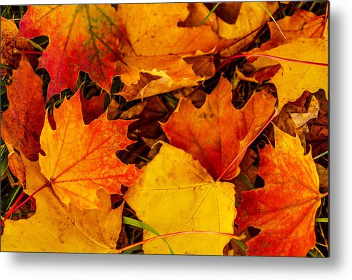 Leaves Metal Print featuring the photograph Ground Cover by Dennis Bucklin