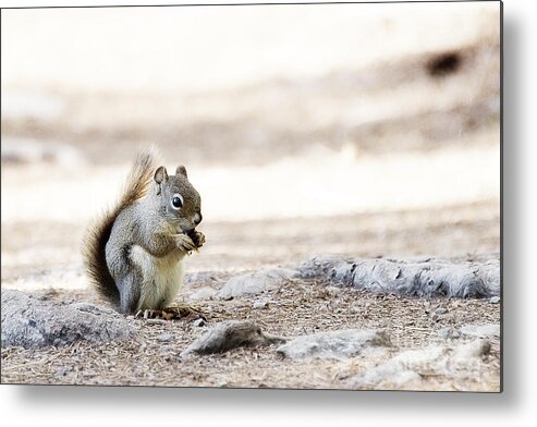 Photography Metal Print featuring the photograph Ground Squirrel by Ivy Ho