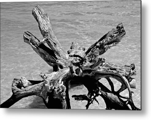 Driftwood Metal Print featuring the photograph Grounded by Norma Brock