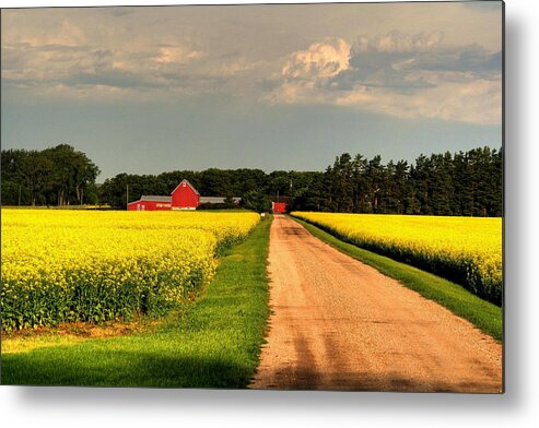 Canada Metal Print featuring the photograph Growing for Gold by Larry Trupp