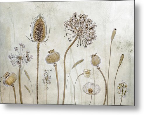 Autumn Metal Print featuring the photograph Growing Old by Mandy Disher