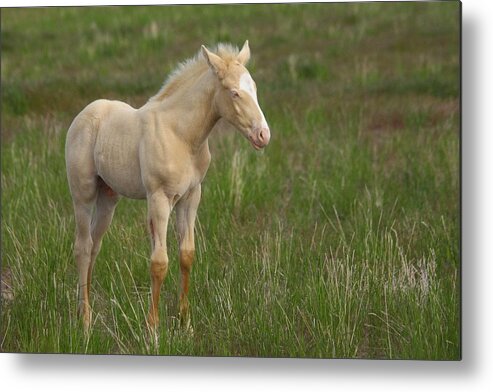 Wild Metal Print featuring the photograph Growing Up Wild by Gene Praag
