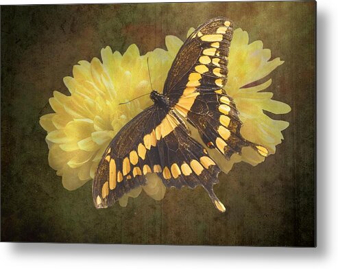 Giant Metal Print featuring the Grunge Giant Swallowtail-1 by Rudy Umans