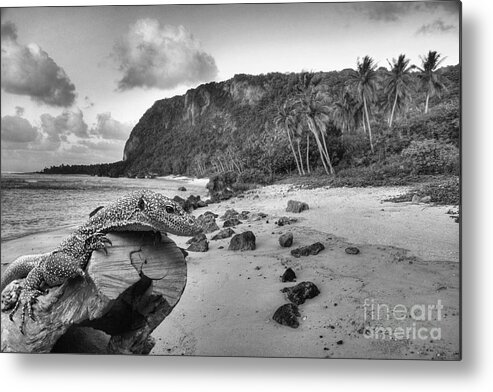 Guam Metal Print featuring the photograph Guam and Iguana by Scott Cameron