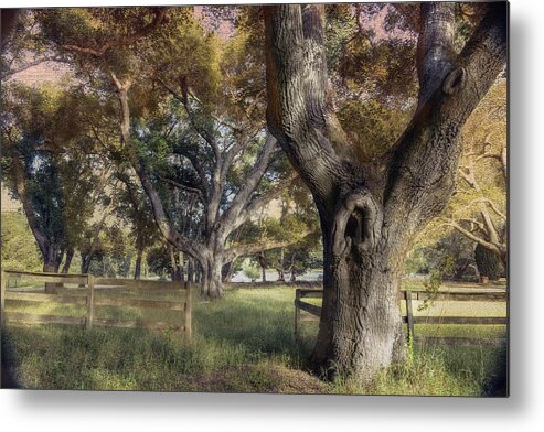 Oak Tree Metal Print featuring the photograph Guardian of the Gate by Patricia Dennis