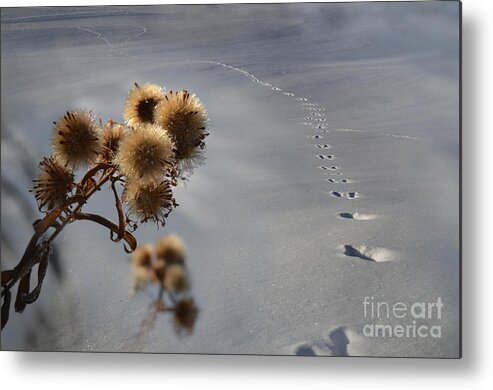 Wind Metal Print featuring the photograph Guardian Of The Windswept Trail by The Stone Age