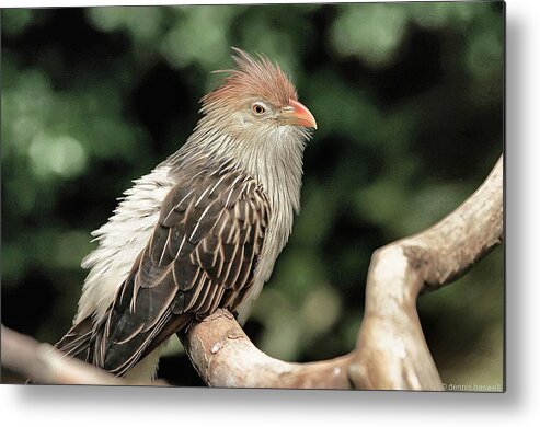 Tropical Birds Metal Print featuring the photograph Guira cuckoo by Dennis Baswell
