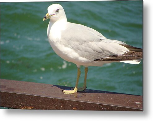 Gull Metal Print featuring the photograph Gull by Anthony Seeker