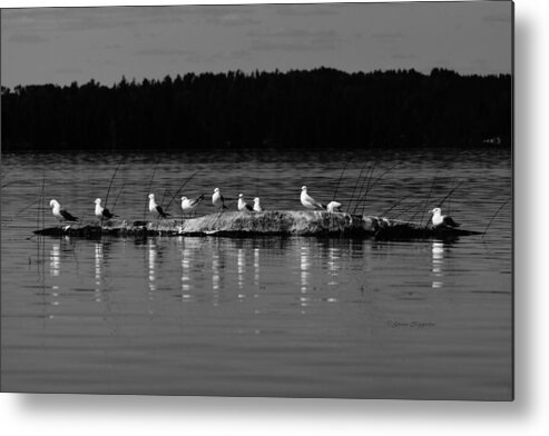 Birds Metal Print featuring the photograph Gull Gathering by Steven Clipperton