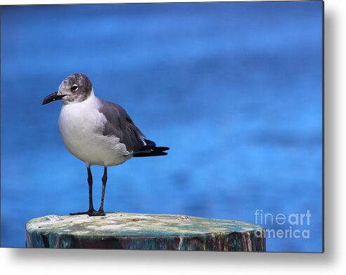 Seagull Metal Print featuring the photograph Gull Perch by Andre Turner