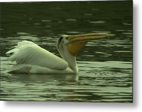 Pelicans Metal Print featuring the photograph Gulp by Jeff Swan
