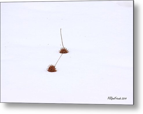 Gumballs In Snow Metal Print featuring the photograph Gumballs in Snow by PJQandFriends Photography