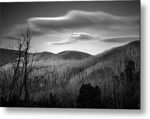 Alpine National Park Metal Print featuring the photograph Gums of Grey by Mark Lucey