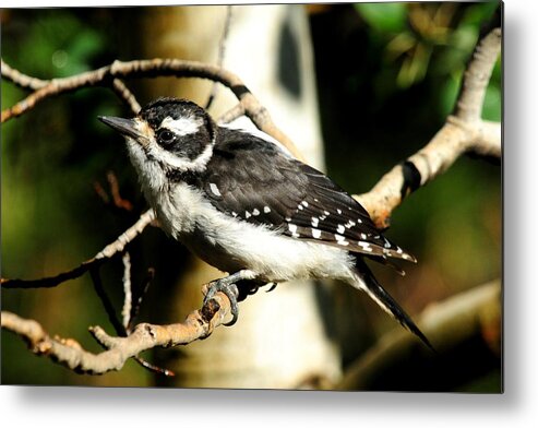 Colorado Metal Print featuring the photograph Hairy Woodpecker - female by Marilyn Burton