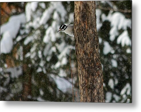 Woodpecker Metal Print featuring the photograph Hairy Woodpecker by John Meader