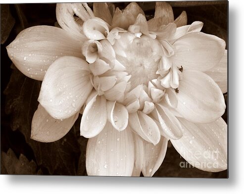 Dahlia Metal Print featuring the photograph Half Open by Eunice Miller
