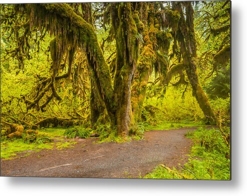 Bigleaf Metal Print featuring the photograph Hall of Mosses by Kyle Wasielewski