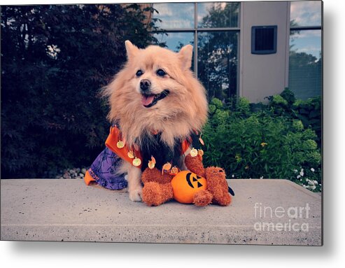 Dog Metal Print featuring the photograph Halloween Dog by Charline Xia